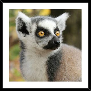 Obrázek z Obrázek barevný 30x30cm - lemur 